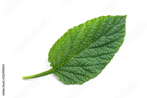 The green leaves on a white background have a rough texture.