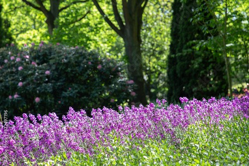 Beautiful lavender. Lisse city  Netherlands .