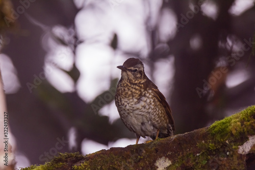 view of a beautiful bird in nature