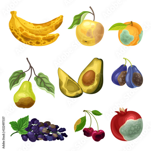 Rotten Fruits with Stinky Rot Covered the Skin Vector Set