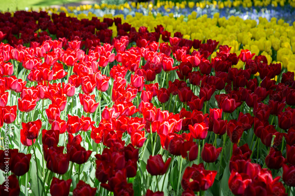 Tulips in Keukenhof park (Netherlands). Tulips in Keukenhof park (Netherlands).