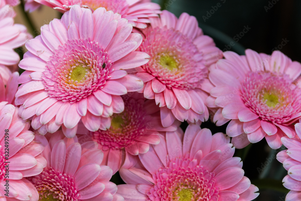 Flower gerberas bouquets backgrounds of bright variety of colors, beautiful details in one bouquet. Selective focus