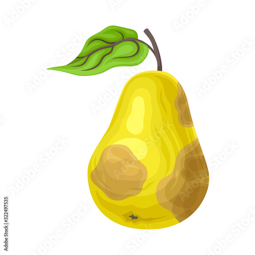 Rotten Pear with Stinky Rot Covered the Skin Vector Illustration