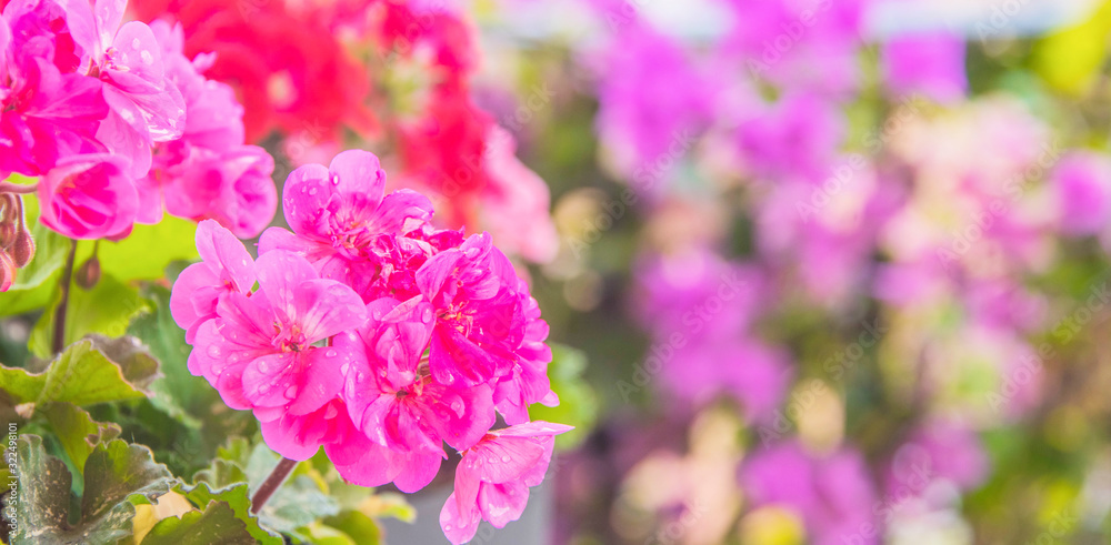 geranium in summer garden. Ivy-leaf pelargonium.Geranium Peltatum. Decorative plants. geranium in summer garden. Ivy-leaf pelargonium.Geranium Peltatum. Decorative plants.