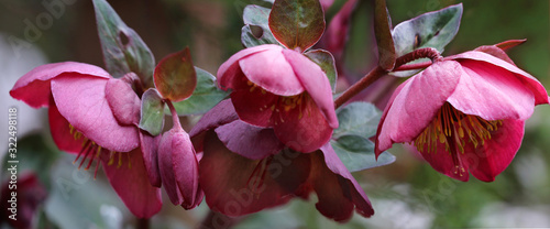 Rote Christrose oder Schneerose mit Blüten, Panorama photo