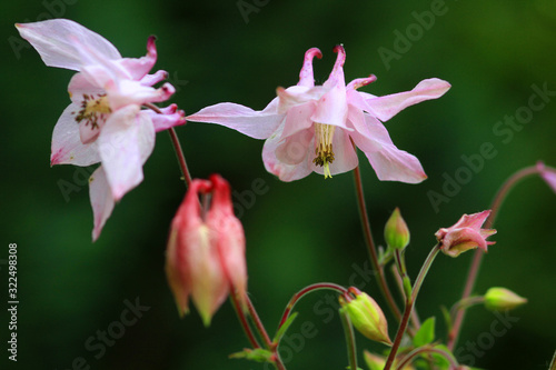 Gemeine Akelei oder Gewöhnliche Akelei (Aquilegia vulgaris) Pflanze mit Blüten