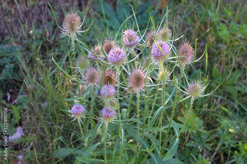Flowers of wild teasel in autumn, also called Dipsacus fullonum or wilde karde, selected focus photo