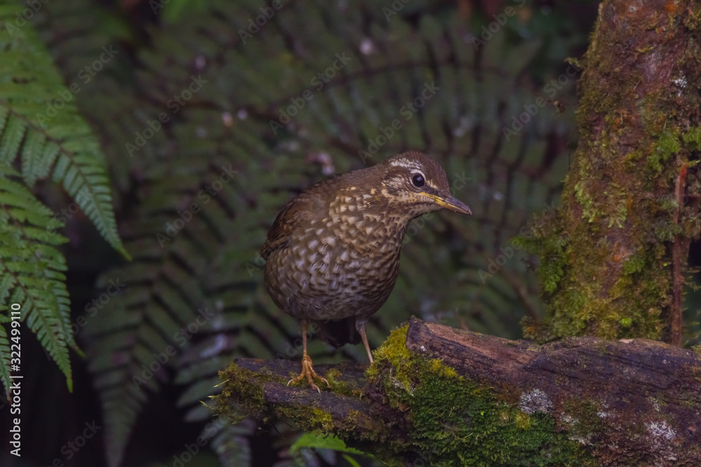 Obraz premium view of a beautiful bird in nature