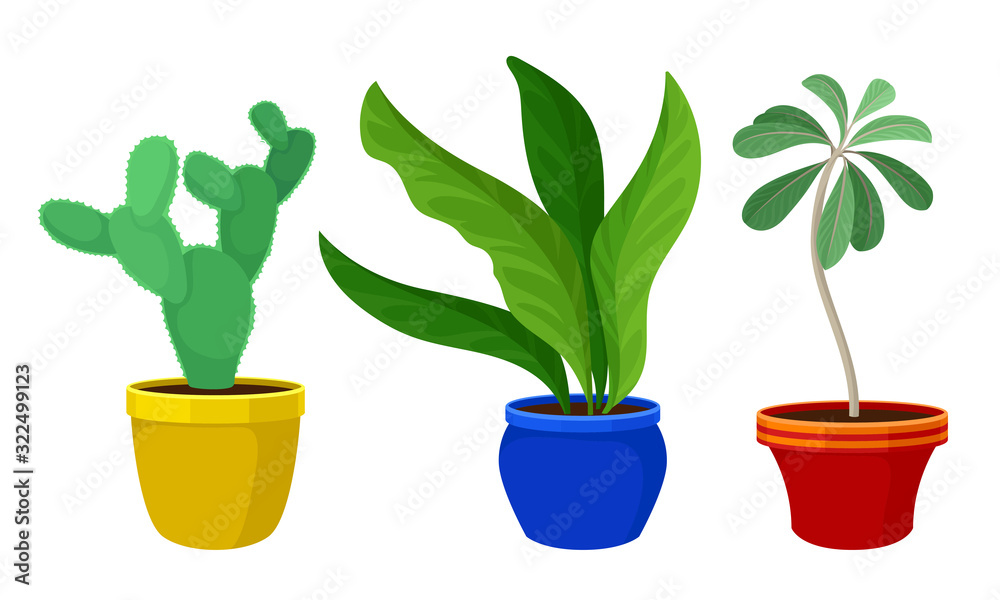 Obraz premium Indoor Plants Growing in Ceramic Pots Vector Set