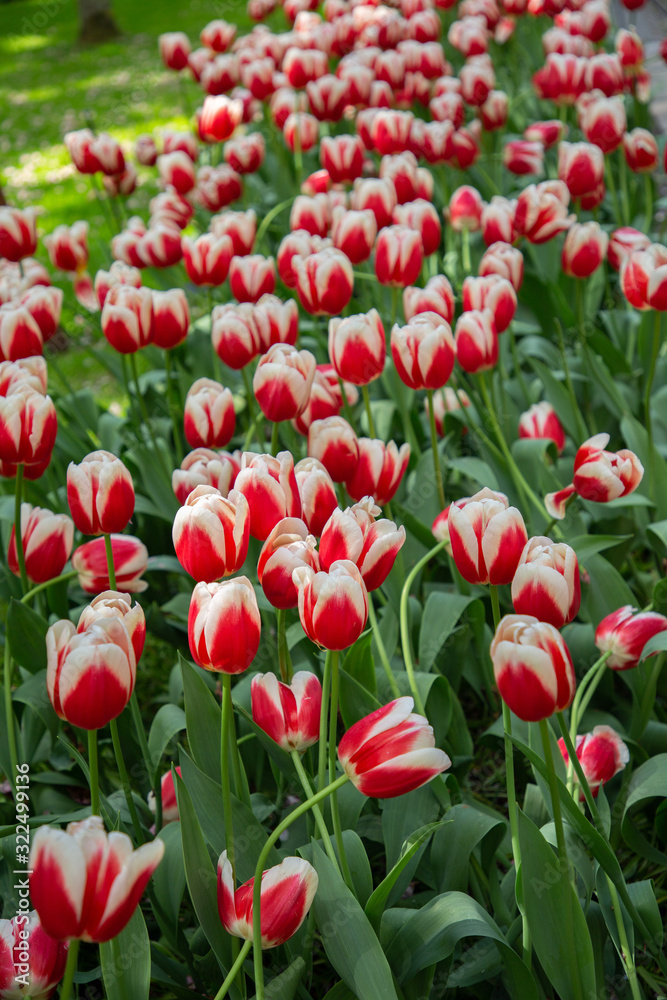 Tulips in Keukenhof park (Netherlands). Tulips in Keukenhof park (Netherlands).