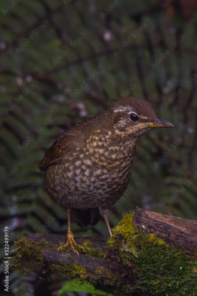 view of a beautiful bird in nature view of a beautiful bird in nature