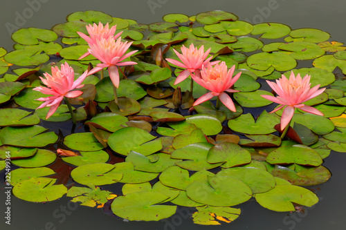 Rosa Seerosen  Nymphaea  Bl  ten mit Bl  tter im Teich