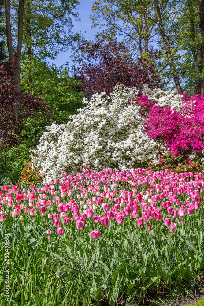 Tulips in Keukenhof park (Netherlands). Tulips in Keukenhof park (Netherlands).