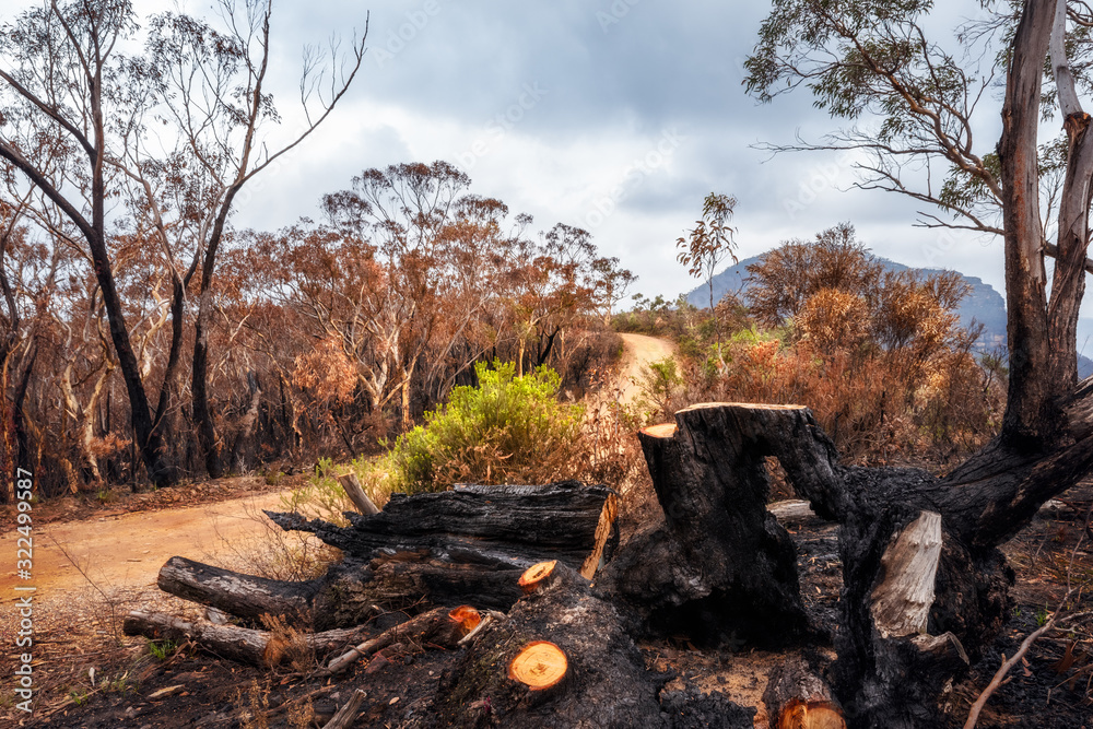 A dirt road into the forest in the aftermath of the Australian bush fires of December 2019 at Mount Banks in the Blue Mountains National Park, north-west of Sydney. A dirt road into the forest in the aftermath of the Australian bush fires of December 2019 at Mount Banks in the Blue Mountains National Park, north-west of Sydney.