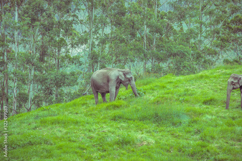 A shot of solo and happy wild elephant in the meadow