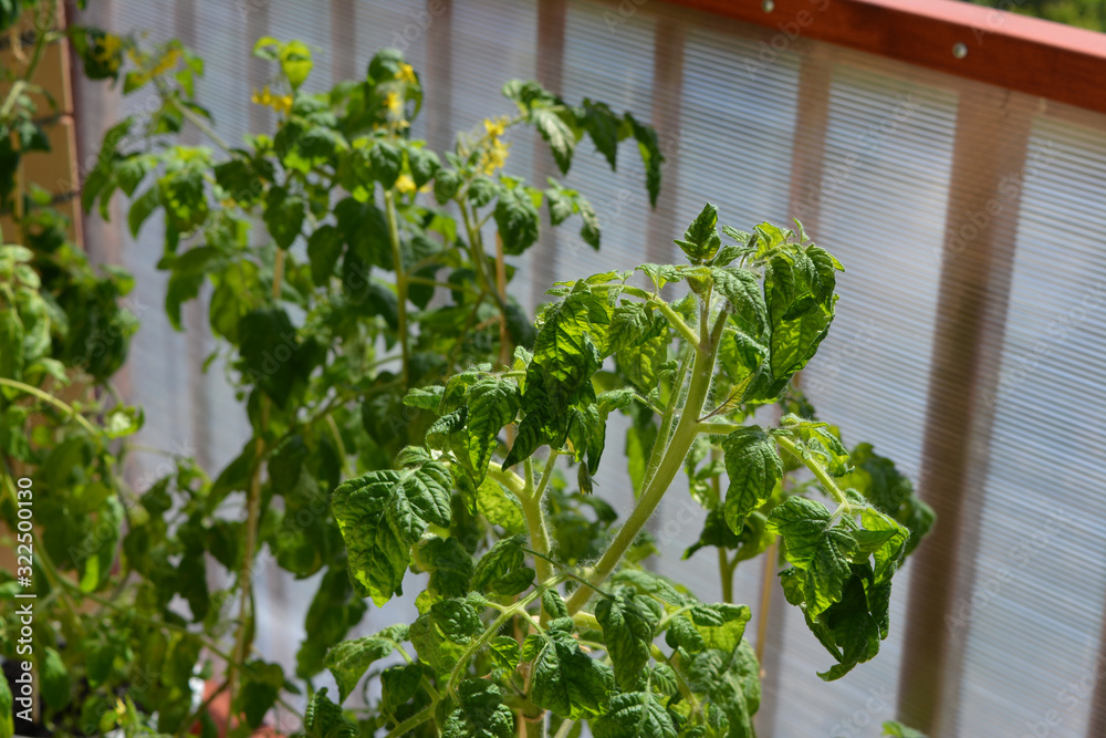 Tomato plants in vegetable garden on the balcony. Tomato plants in vegetable garden on the balcony.