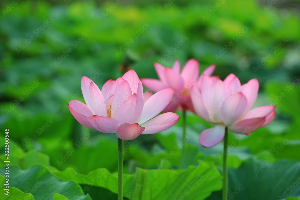 Beautiful pink lotus, close-up photos Beautiful pink lotus, close-up photos