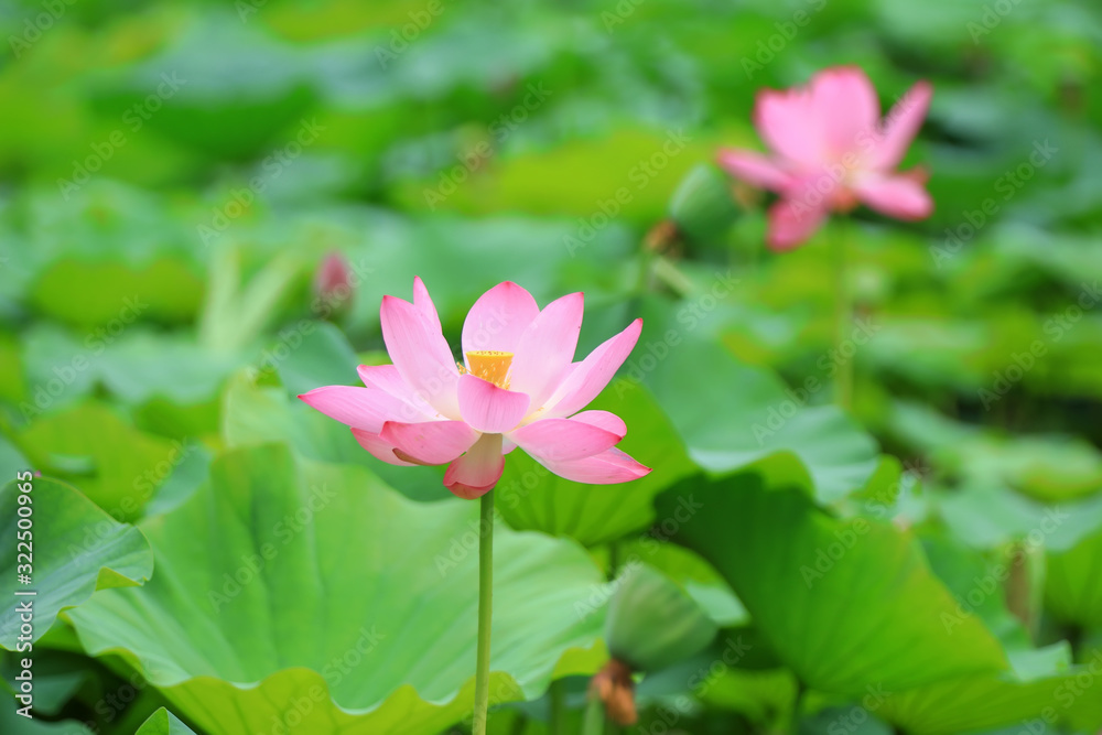 Beautiful pink lotus, close-up photos