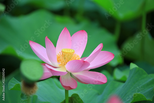 Beautiful pink lotus  close-up photos