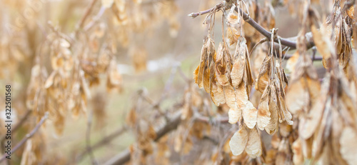 Dry autumn seed scales leaves with dew on the bare branches of tree. Natural background and real forest texture. Пrey morning or evening in the november park. photo