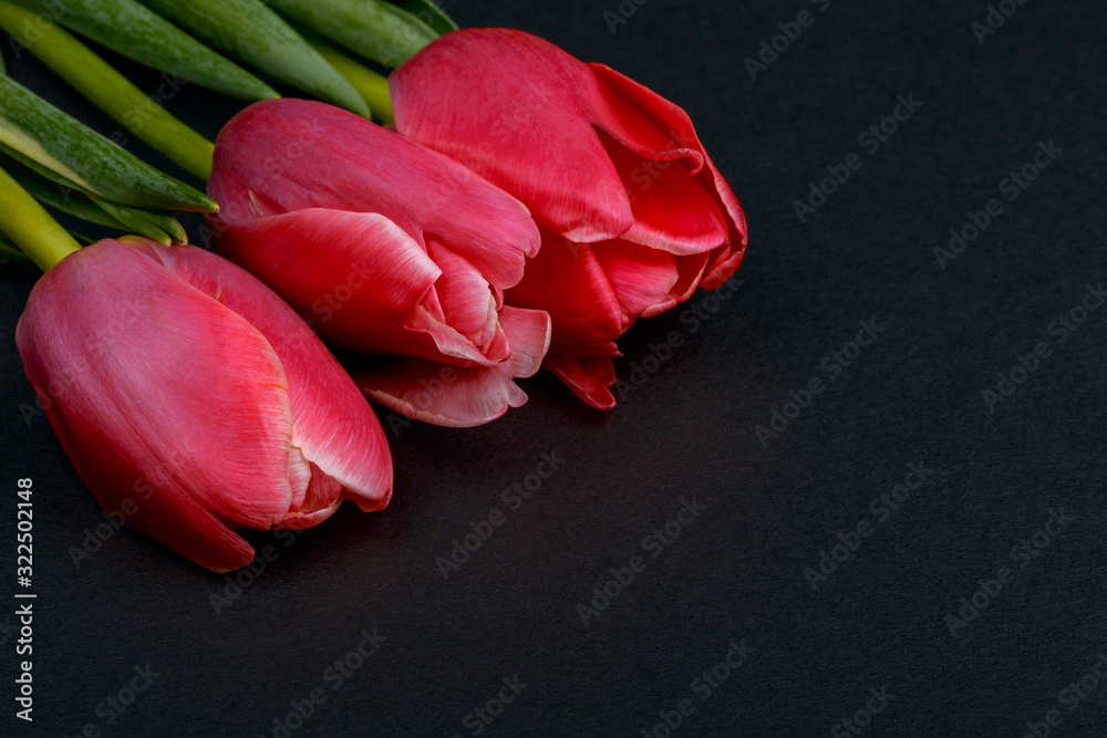 several red tulips on a dark background. Holiday Cards for Valentine's Day, Women's Day, Easter Day several red tulips on a dark background. Holiday Cards for Valentine's Day, Women's Day, Easter Day