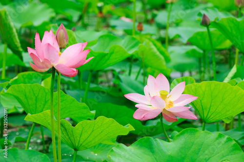 Lotus in the pond