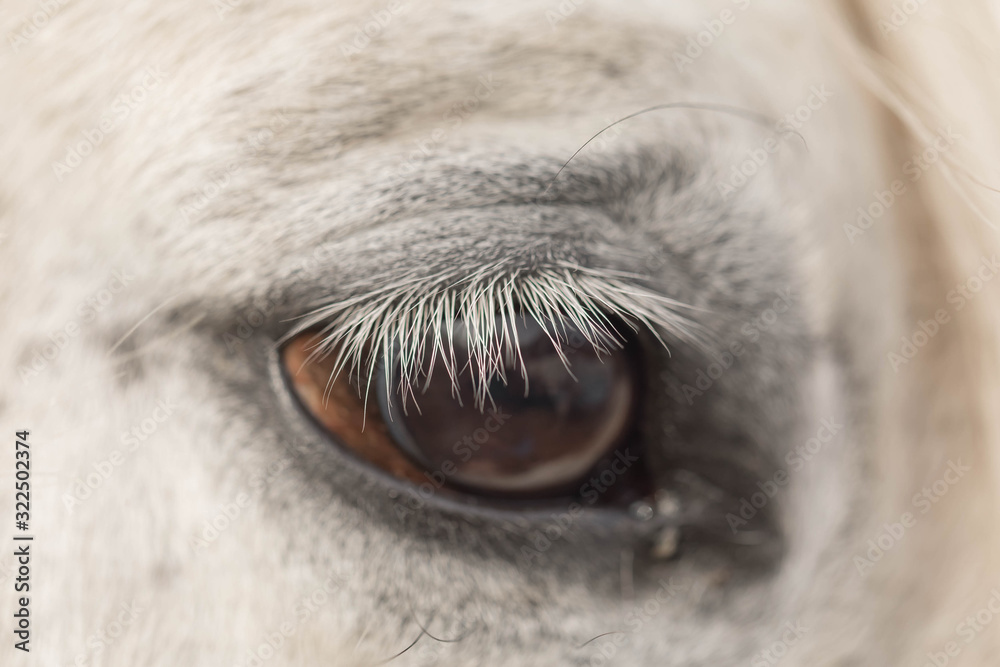 Fototapeta premium Blue horse eye close-up. Long white eyelashes. Falling sunlight passes through the pupil. Close up details
