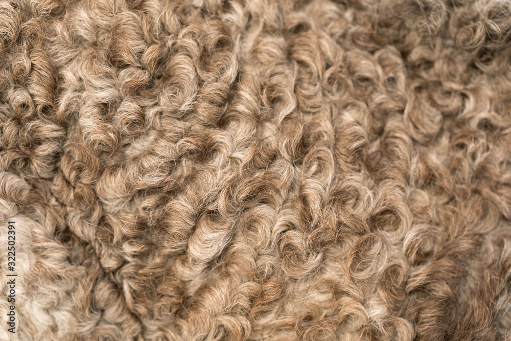 Background of curly natural beige fur. Animal hair texture Background of curly natural beige fur. Animal hair texture