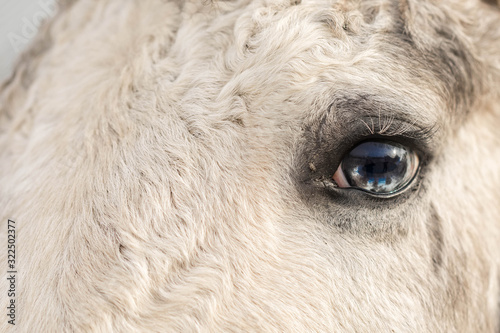 Blue horse eye close-up. Long white eyelashes. Falling sunlight passes through the pupil. Close up details