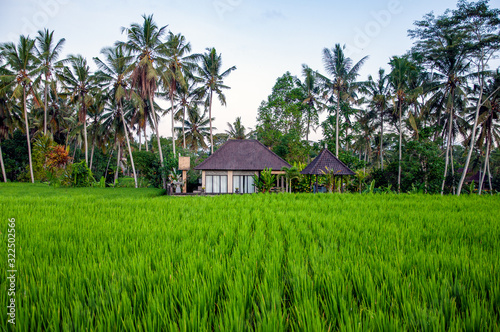 a house among palm trees in a rice field