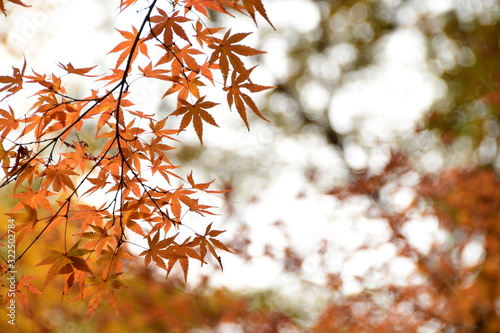 木漏れ日の背景に色つく紅葉