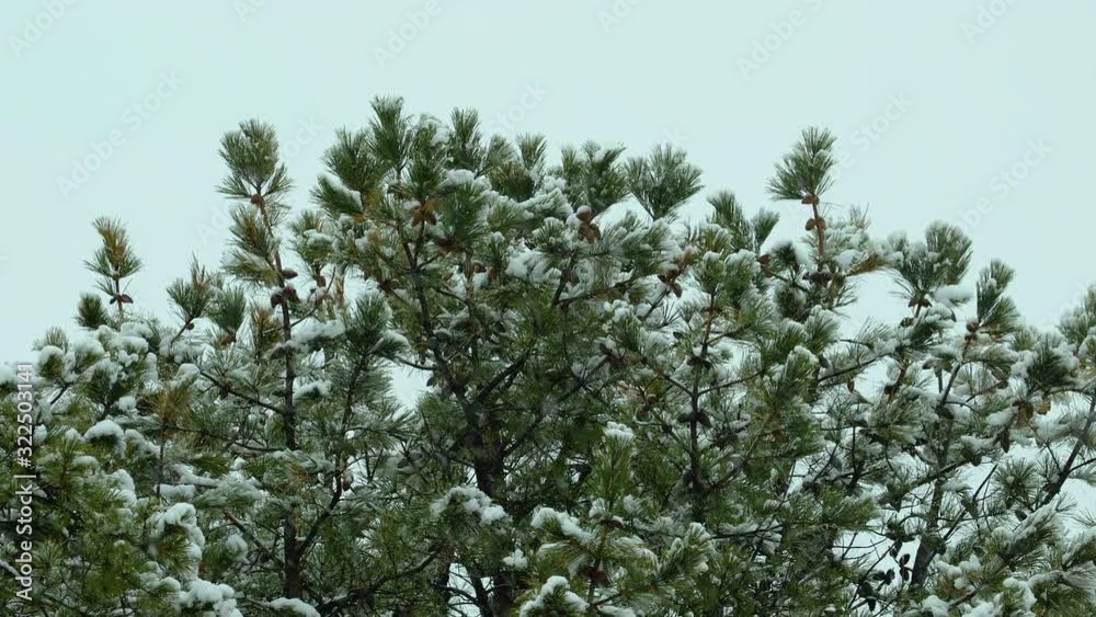 Snow falling on and around beach-side,White Pine evergreen trees, during a winter day in Maine. Slow motion. Clip D. Snow falling on and around beach-side,White Pine evergreen trees, during a winter day in Maine. Slow motion. Clip D.