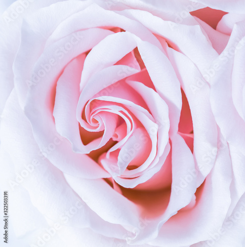 Soft focus, abstract floral background, purple rose flower. Macro flowers backdrop for holiday brand design