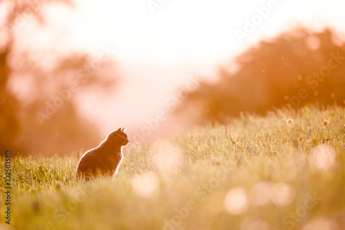 Cat silhouette in backlight during sunset photo