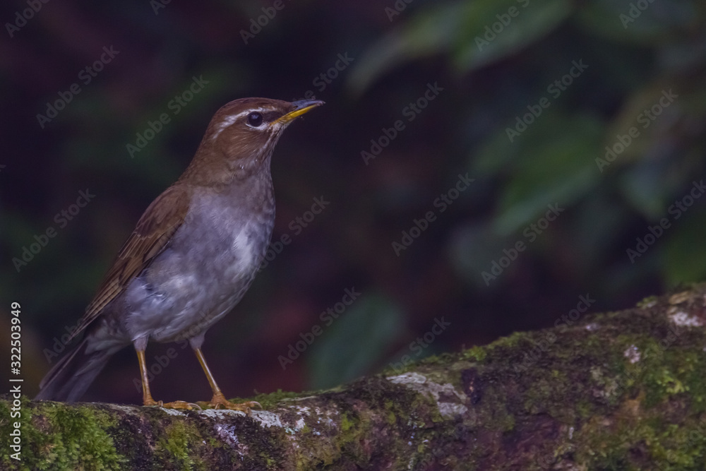 view of a beautiful bird in nature view of a beautiful bird in nature