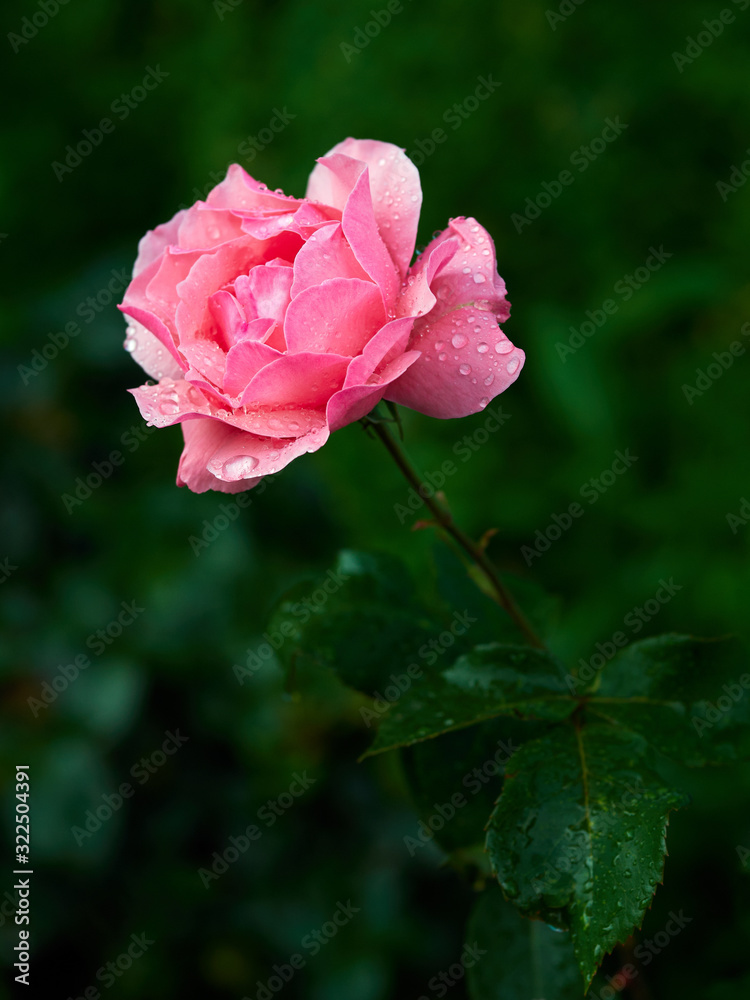 beautiful pink rose with drops close up