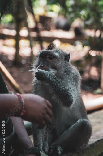 Fototapeta Naklejka Na Ścianę i Meble -  man feeding monkey