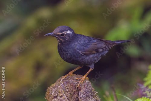 view of a beautiful bird in nature