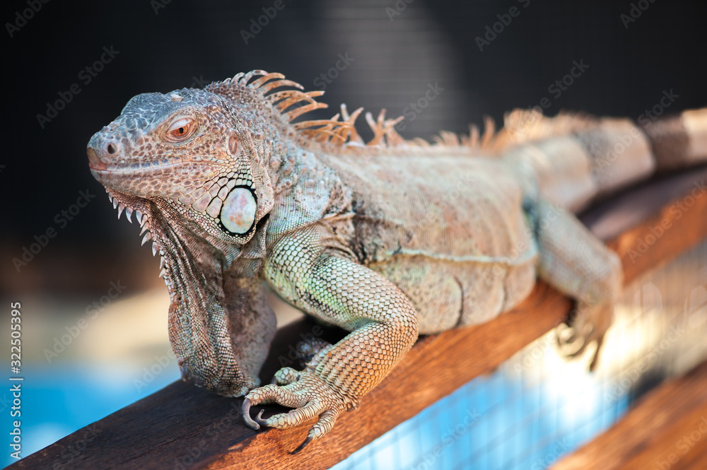 Fototapeta premium A male green iguana or american iguana with spines and dewlap a large neck bag