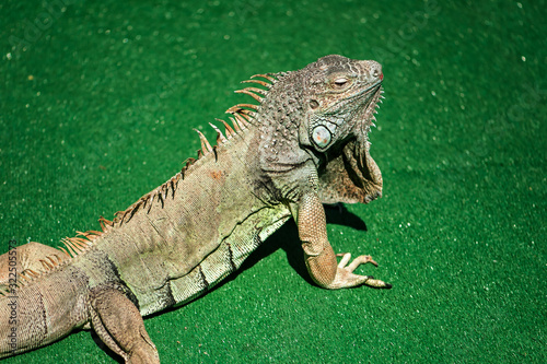A male green iguana or american iguana with spines and dewlap a large neck bag