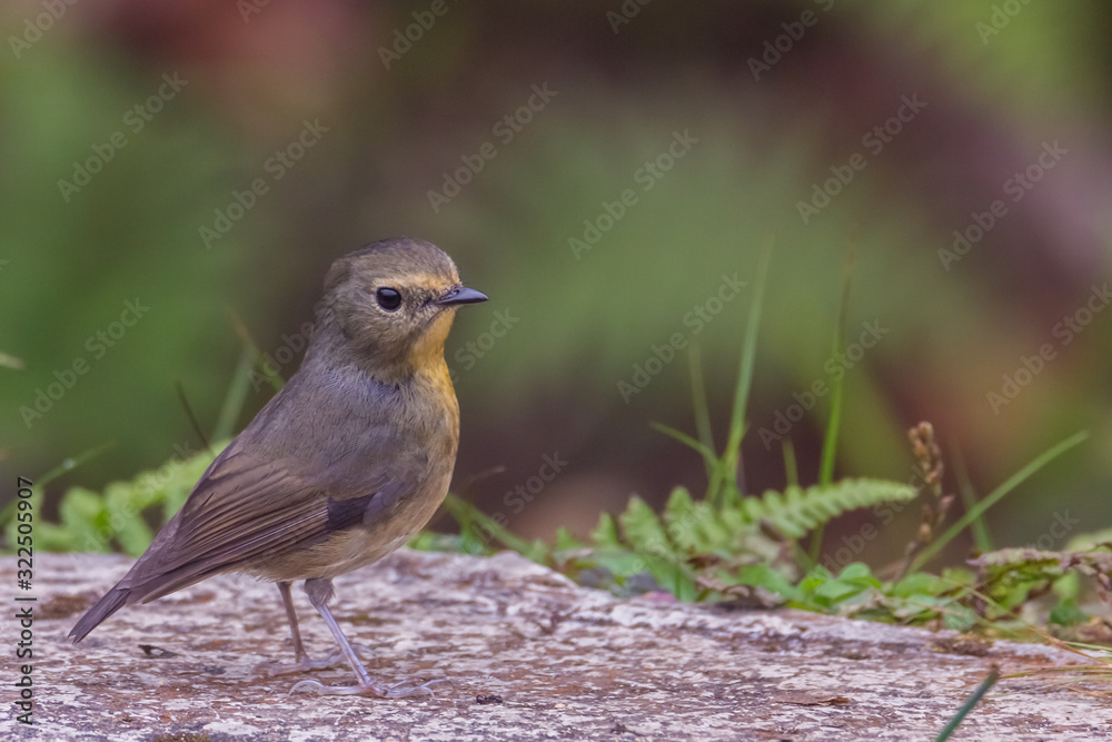 view of a beautiful bird in nature view of a beautiful bird in nature