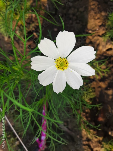 white flowers in the garden