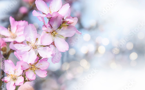 Fresh flowers. Spring background.