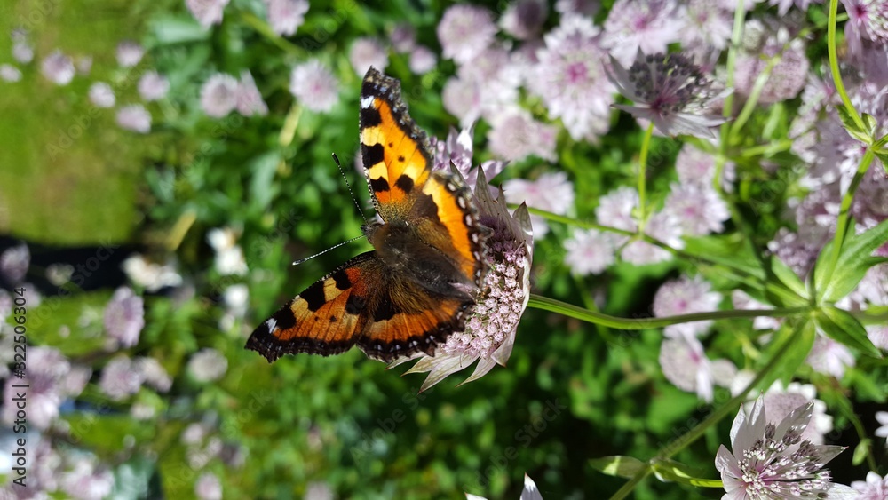 Obraz premium Aglais urticae