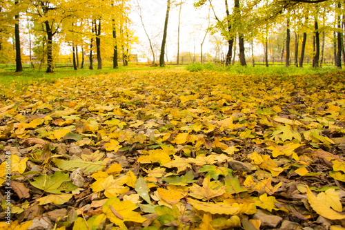 Żółte liście na ścieżce w parku jesień