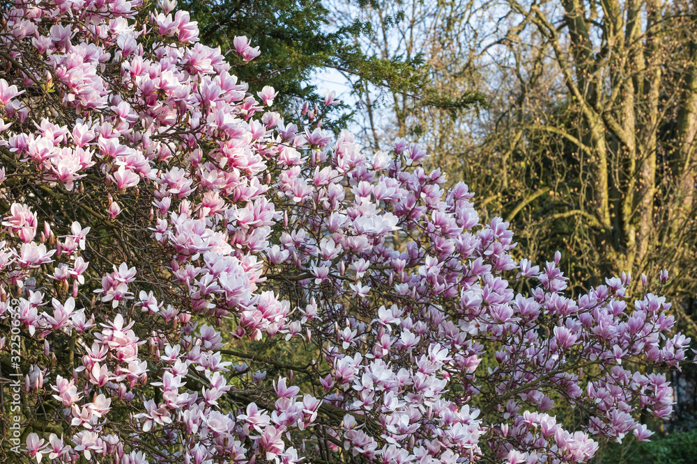Ein in voller Blüte stehender Magnolienbaum