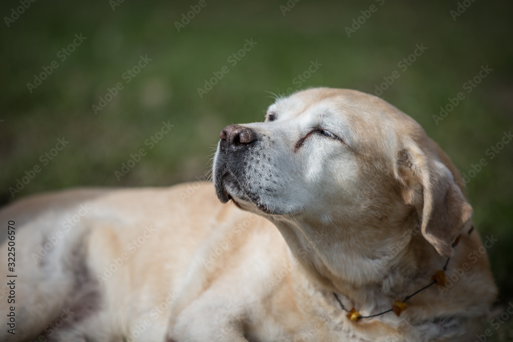 alter Labrador genießt Sonnenstrahlen