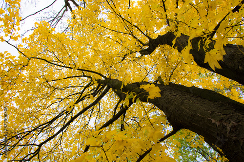 Żółte liście na drzewie jesień