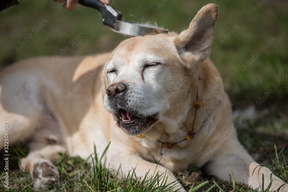 alter Labrador genießt Sonnenstrahlen