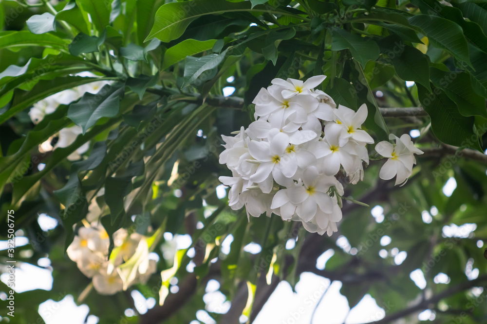 White Frangipani flowers bloom on tree White Frangipani flowers bloom on tree